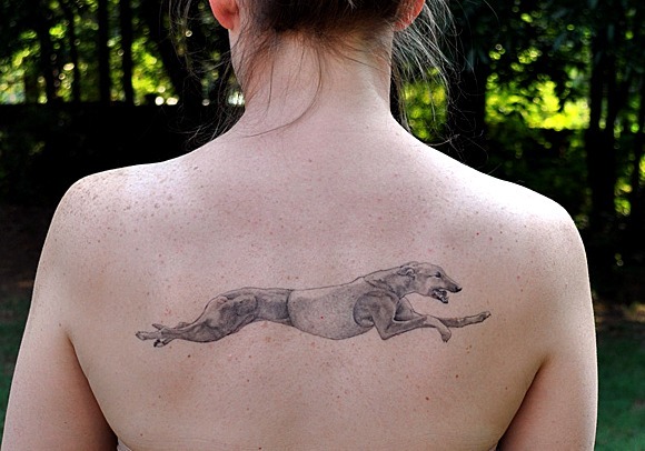 Diseño tatuaje galgo