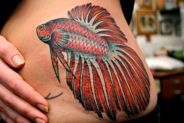 Diseño pez betta azul